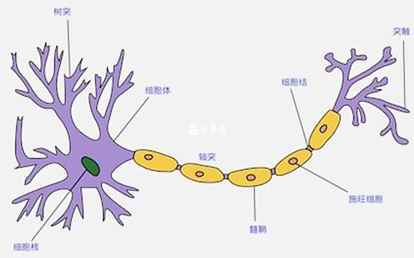 神经纤维瘤病Ⅰ型