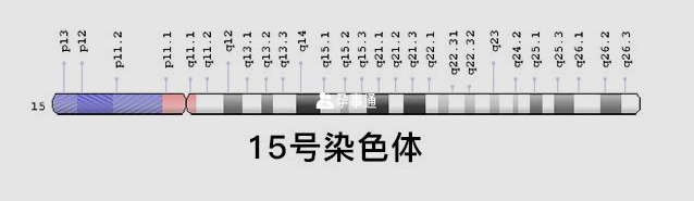 15号染色体图表