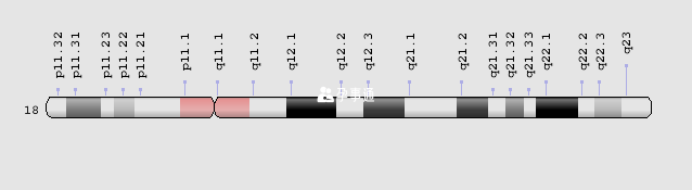 18号染色体基因图