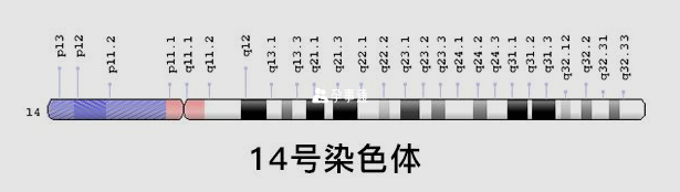14号染色体图表