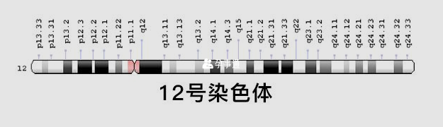 12号染色体图表