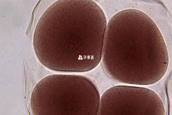  基礎卵泡數量調理