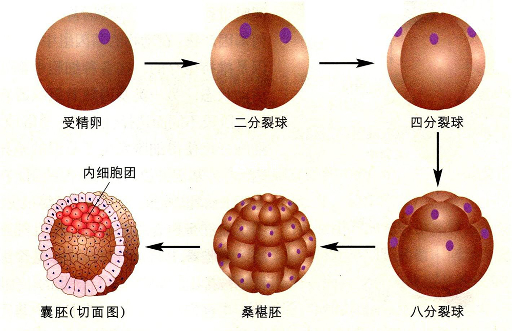 4ba囊胚质量说明