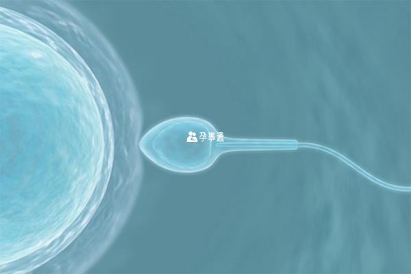 胎儿性别有X和Y精子决定