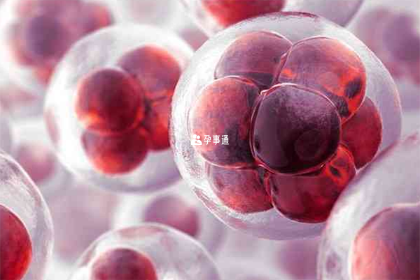 10细胞一级胚胎是D3胚胎等级评级中的一种
