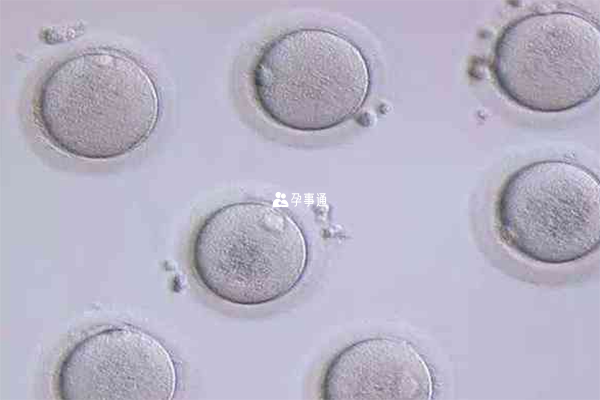 7细胞三级胚胎移植成功率如何