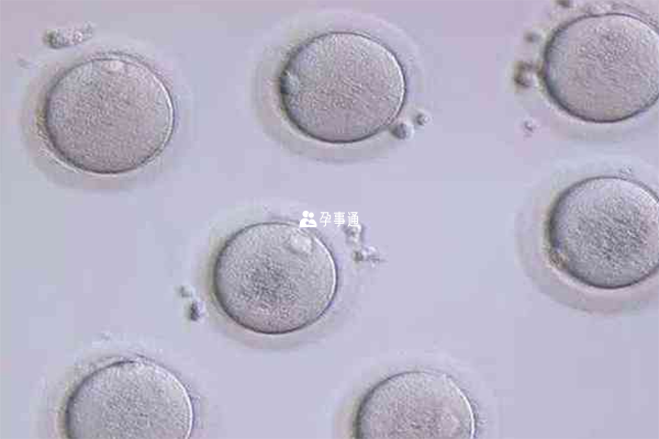 7細胞三級胚胎移植成功率如何