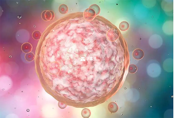 12细胞胚胎是什么等级