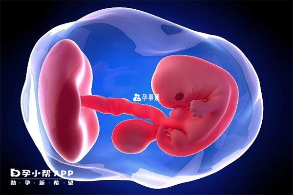 10细胞三级胚胎能否用于养囊
