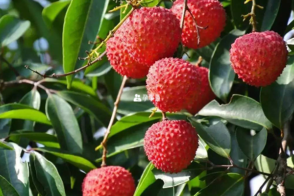 產婦坐月子吃荔枝有壞處