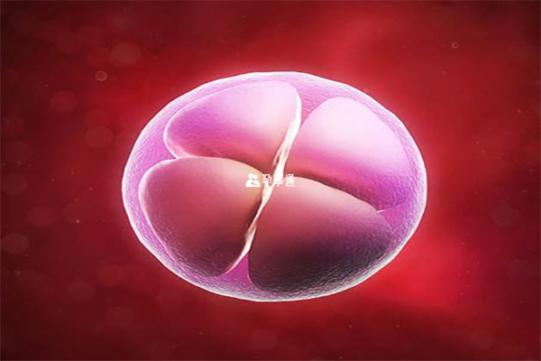 试管移植两个胚胎有机会怀双胞胎