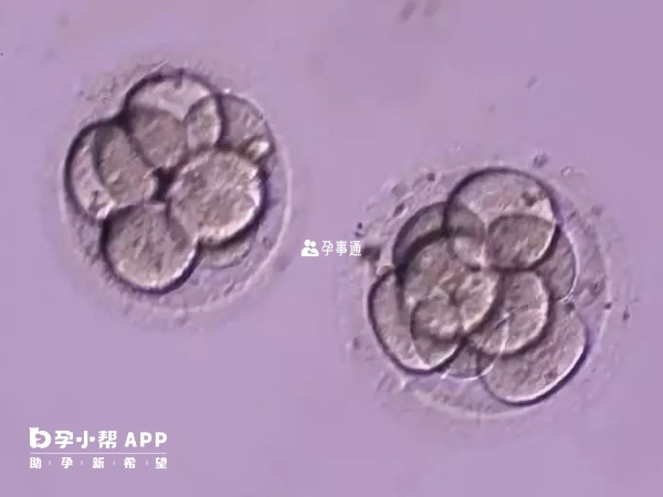 1pn胚胎也能正常发育