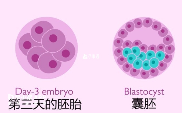 胚胎質量好才能養成優質囊胚