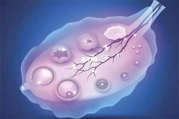 卵泡的生长受体内激素水平影响