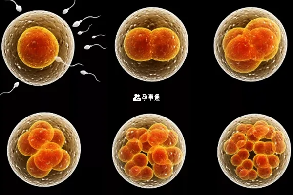 3pn代表胚胎里有三个原核