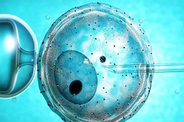 试管超长方案移植鲜胚有50%的成功率