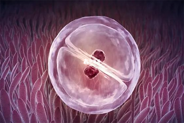 移植胚胎前太紧张会影响助孕效果