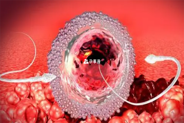 养囊第四天胚胎可能形成了囊胚