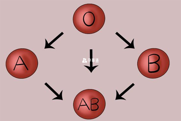 血型分为A、B、O、AB四种