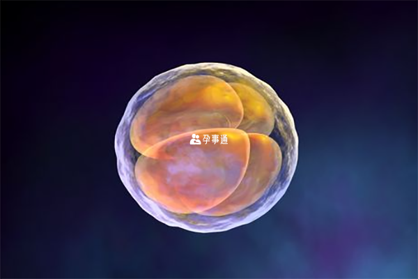 8c1胚胎质量