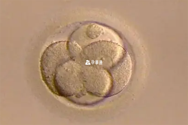 6ba囊胚一览