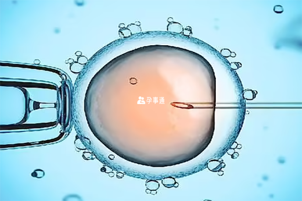 两种胚胎的质量