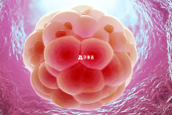 囊胚由囊胚腔、内细胞团和滋养层细胞构成