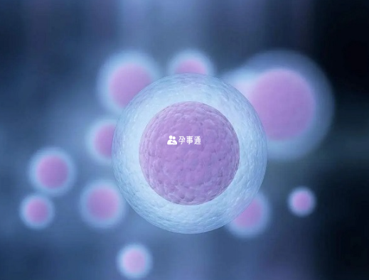 卵泡发育包括原始卵泡、初级卵泡、刺激卵泡和成熟卵泡四个阶段