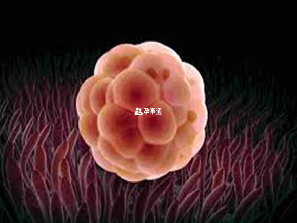桑椹胚胎因为外形像桑葚而得名