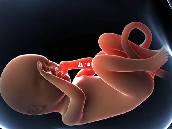 异常胎位包括臀位和横位