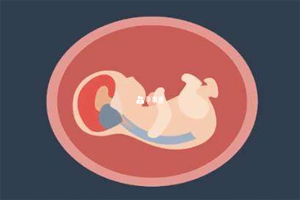 胎儿发育标准对照表图