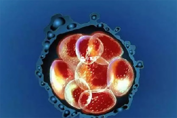 囊胚和胚胎有什么区别