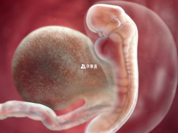 胚胎附着在子宫壁