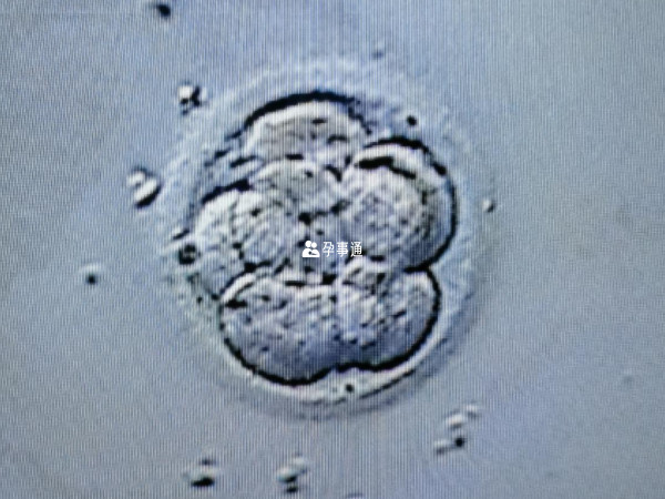 移植卵裂胚