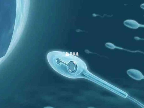 胎儿的性别取决于X精子和Y精子