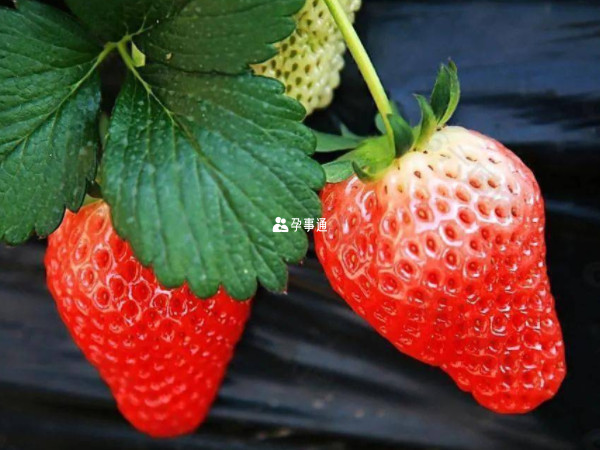 高尿酸可以多吃草莓