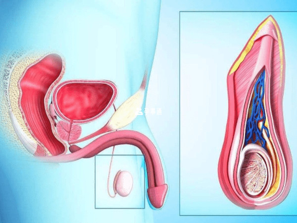 前列腺炎可能影响精子质量