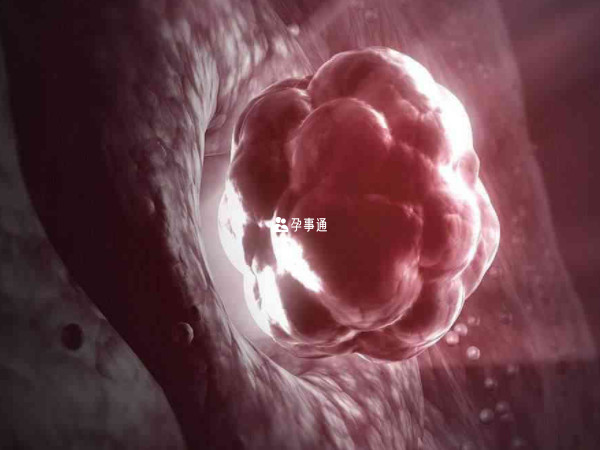 鲜胚移植后会先在子宫里漂浮游走