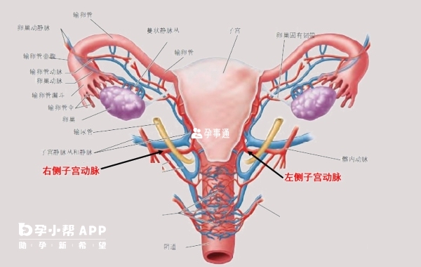 子宫动脉流血可反映宫内血流