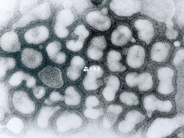 甲流病毒和普通感冒病毒不同
