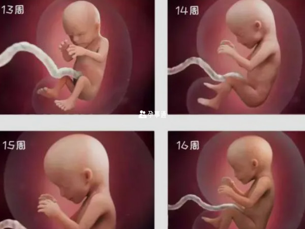 怀孕4个月胎儿真实图
