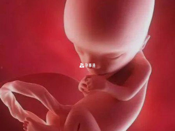 怀孕第14周的胎儿