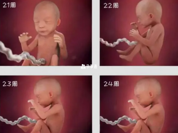 怀孕6个月胎儿真实图