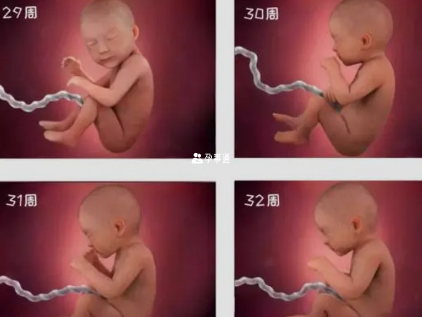 怀孕8个月胎儿真实图