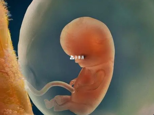 2025年四月怀孕预产期
