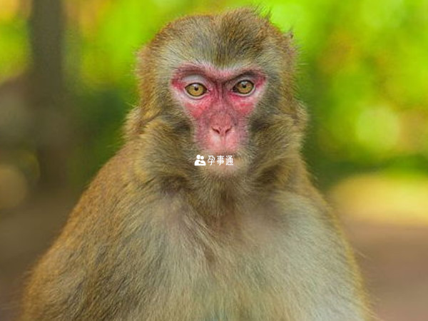 属猴人年龄不同运势有差异