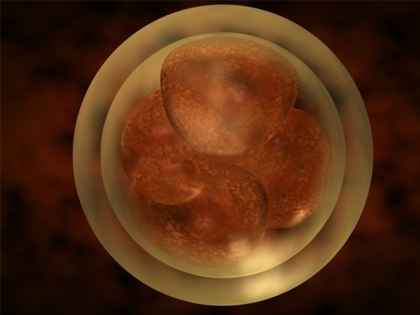 有没有试管移植第三天的胚胎发育图
