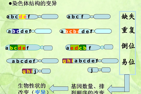 染色體結構變異有4種