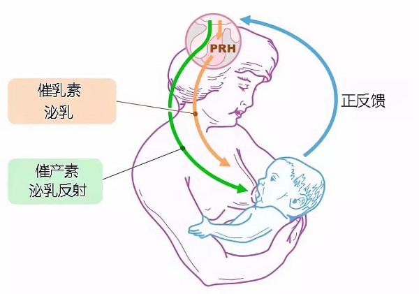 適當使用溴隱亭能使血中催乳素水平降低