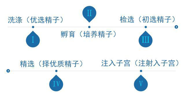 供精人工授精流程